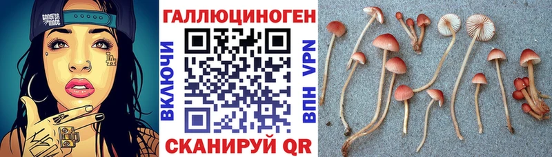 Псилоцибиновые грибы Psilocybine cubensis  Дагестанские Огни 